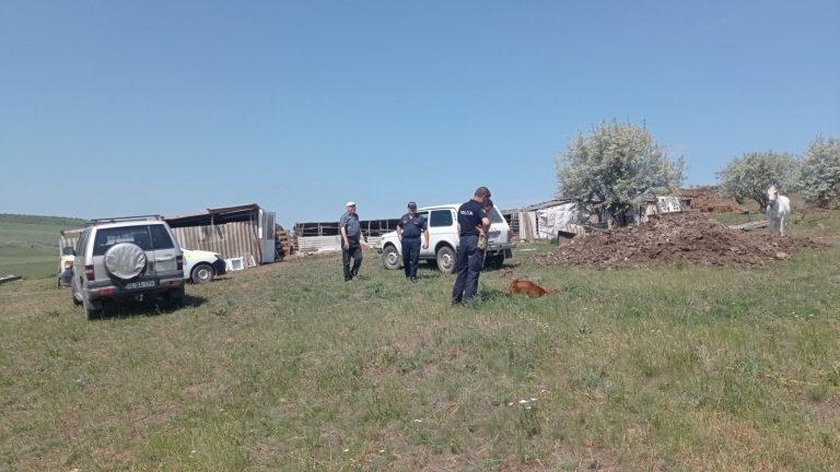 /FOTO/ Trei bovine au fost sfâșiate de lupi în raionul Căușeni