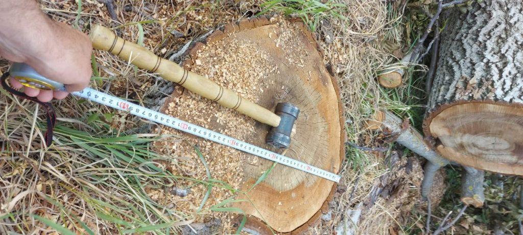 /FOTO/ Defrișări ilegale de nuc în raionul Fălești. Copacii tăiați, găsiți în gospodăria unui localnic