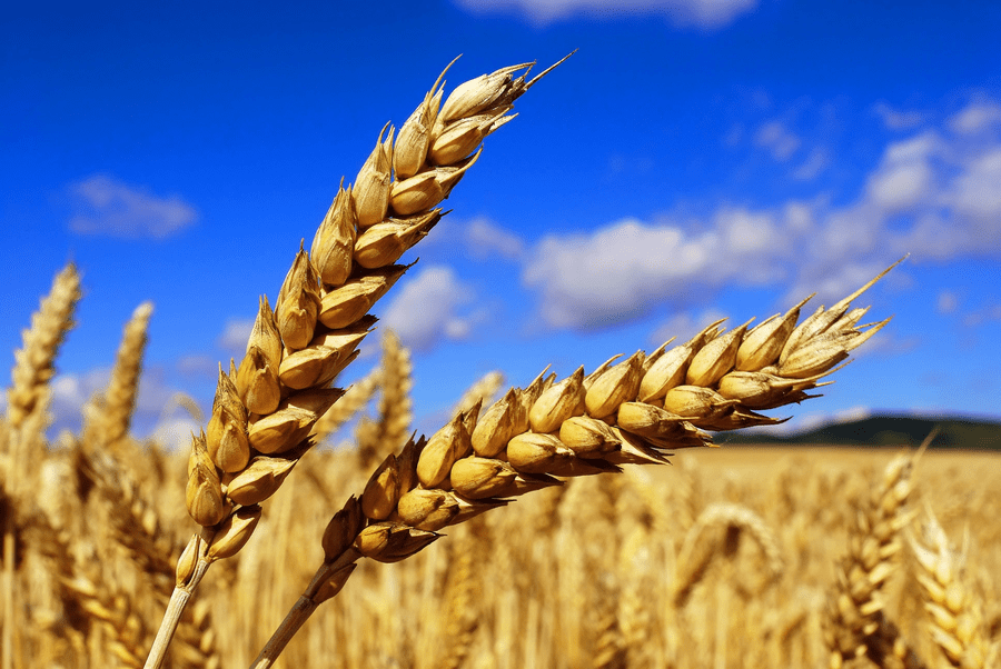 Viorel Gherciu: În acest an recolta de grâu va fi cu 35% mai mică