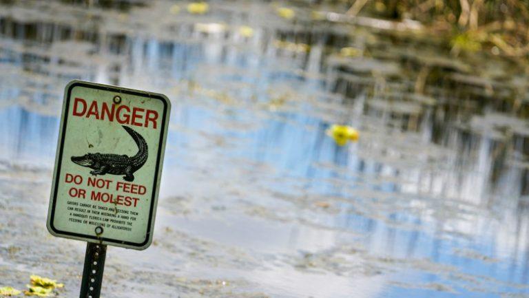 Un bărbat a fost ucis de un aligator în timp ce căuta un frisbee într-un lac