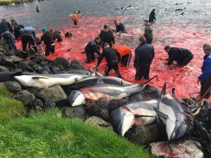 /FOTO/ Insulele Feroe limitează numărul delfinilor care pot fi uciși în timpul vânătorilor anuale în care sunt măcelărite sute de animale