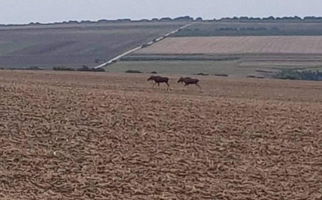 /FOTO/ O pereche de elani observați pe câmpurile din raionul Drochia