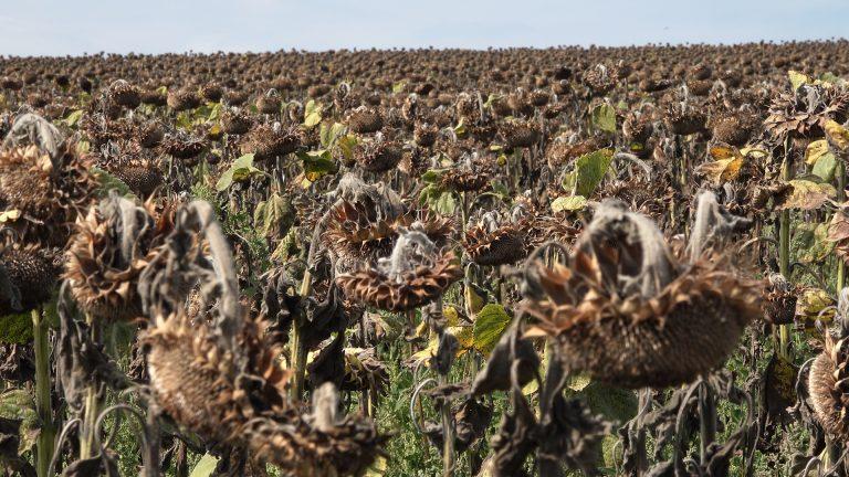 RECOLTA DE FLOAREA SOARELUI, MAI MICĂ ÎN ACEST AN