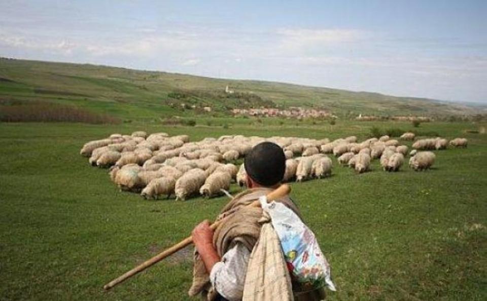 Un păstor din raionul Soroca și-a înjunghiat amicul în timp ce pășteau oile pe câmp