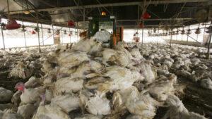 Gripa aviară face ravagii în lume. Oamenii se tem de o nouă pandemie
