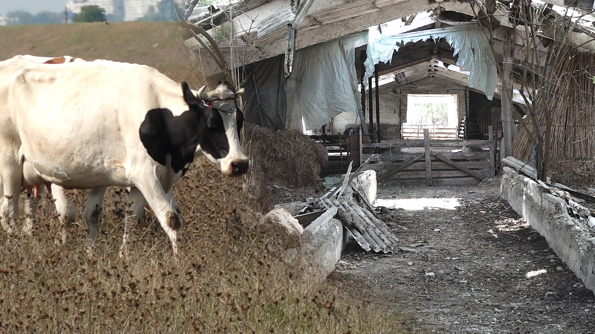 Семейная ферма Латыповых. Содержание и кормление коров. Фото. Видео.
