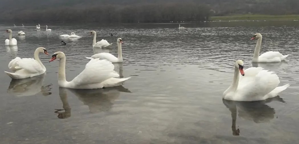 /VIDEO/ Zeci de lebede, surprinse cum plutesc pe râul Răut, în raionul ...