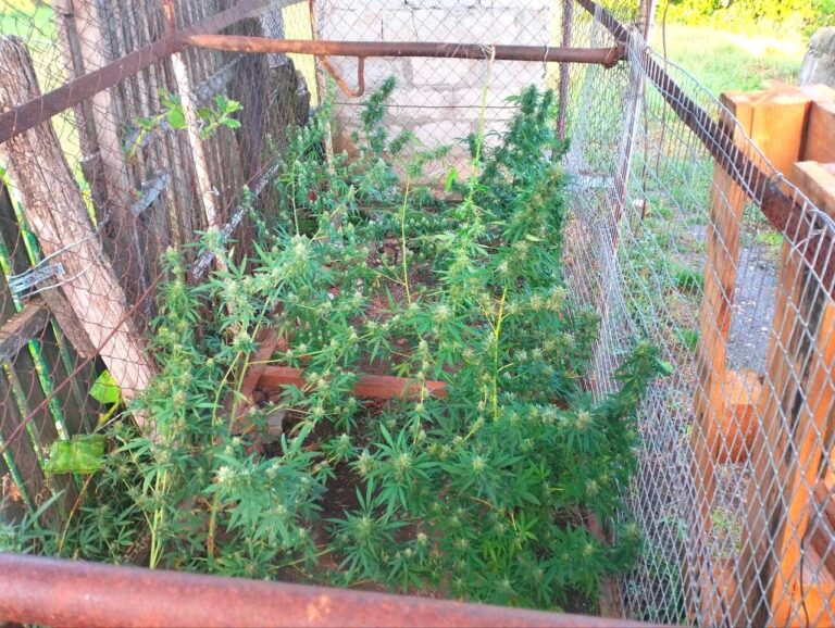 Droguri și produse din tutungerie depistate la Edineț în urma perchezițiilor.