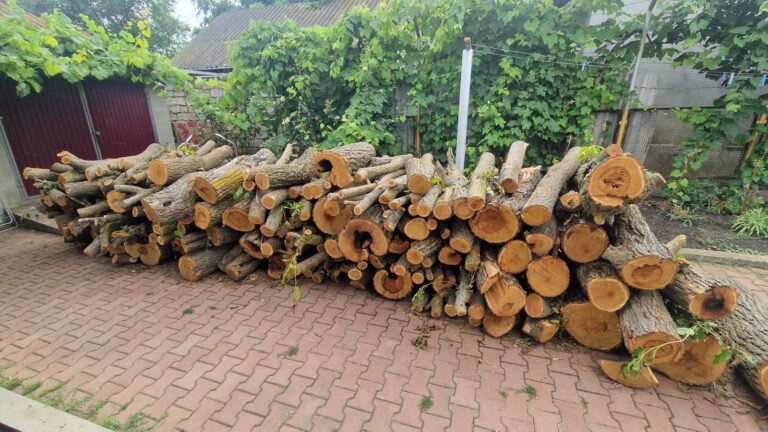 Inspectorii de mediu din Rîșcani au depistat cazuri de tăiere ilegală a arborilor în Sîngureni și Șumna