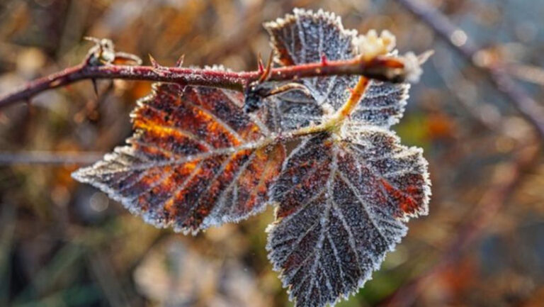 Cod galben de înghețuri în Moldova, temperaturi negative la sol și în aer