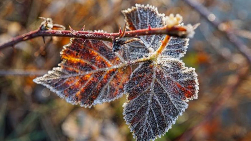 Cod galben de înghețuri în Moldova, temperaturi negative la sol și în aer