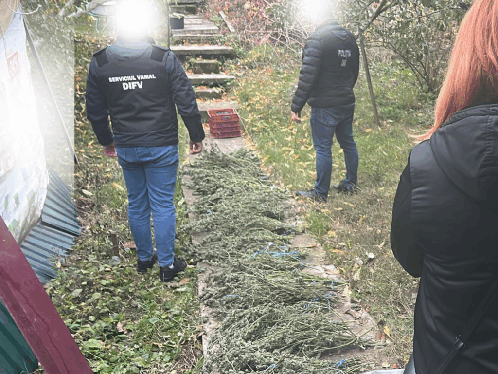 Polițiștii și procurorii PCCOCS au descoperit două sere de canabis și droguri de tip hidropon în locuința unui bărbat din Strășeni.
