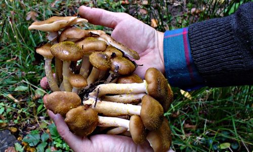Echipă medicală acordă îngrijiri persoanelor intoxicate cu ciuperci în Moldova.