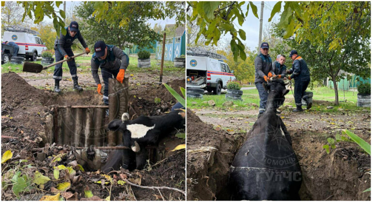 Спасатели в Слободзее вытащили корову, упавшую в водопроводный колодец