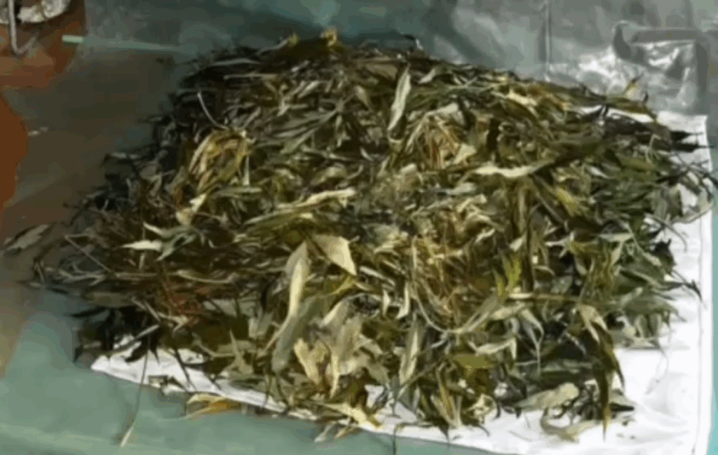 Poliția din Edineț a ridicat cantități mari de marijuana și plante de cannabis în urma a două percheziții. Bunurile au fost transmise pentru expertiză.