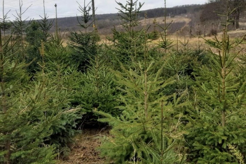 Moldsilva pune în vânzare pomi de Crăciun crescuți în pepiniere 🎄🌲. Mii de molizi și pini disponibili la precomandă.