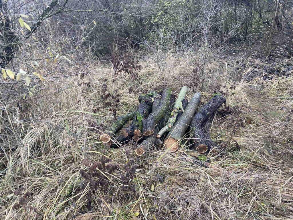 Проверки в Фалештском районе выявили незаконные вырубки и другие нарушения 🌿⚠️. Инспекторы составили протоколы.