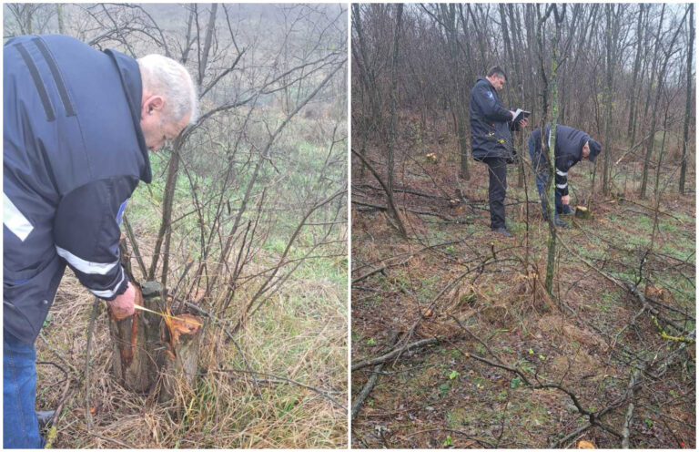 Tăieri ilegale în Edineț: prejudiciu de peste 44 mii de lei