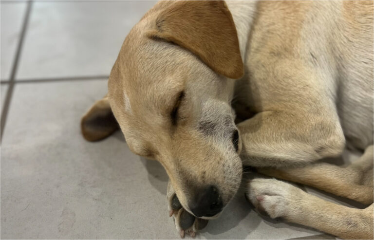 Poliția și voluntarii investighează un caz de violență asupra animalelor în orașul Rezina