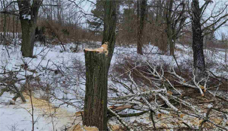 Arbori tăiați ilegal într-o fâșie forestieră din raionul Edineț