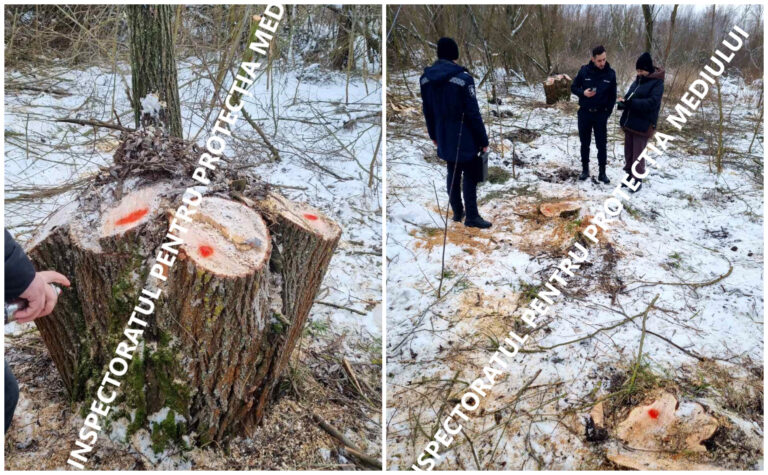 Tăieri ilegale de arbori depistate de inspectorii de mediu în raionul Dondușeni