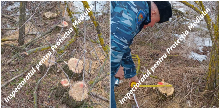 nspectorii de mediu au depistat tăieri ilegale în fondul forestier din Dondușeni, unde au fost identificate sute de cioate de arbori tăiați ilegal.