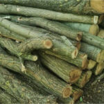 Cioate de arbori depistate de inspectorii de mediu în raionul Dondușeni