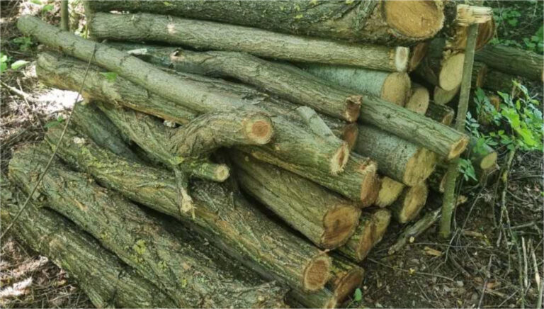 Cioate de arbori depistate de inspectorii de mediu în raionul Dondușeni