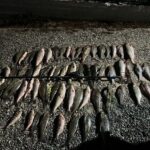 Unelte de pescuit interzise și pește ridicate în urma unei razii pe fluviul Nistru